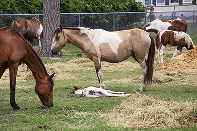 Chincoteague Wild Ponies : Personal Photo Projects : Photos : Richard Moore : Photographer